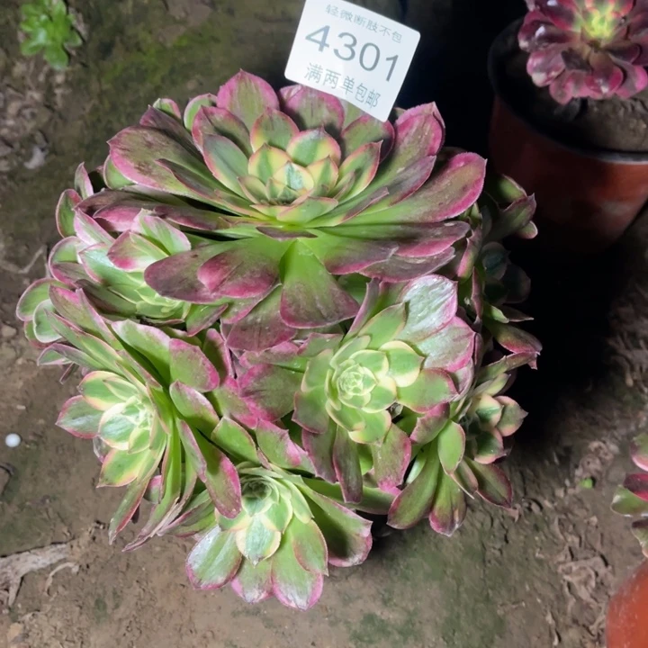 4301粉海王的人多肉的