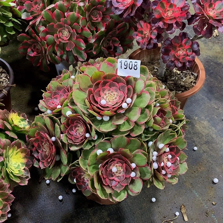 玫*多肉粉花妖1908