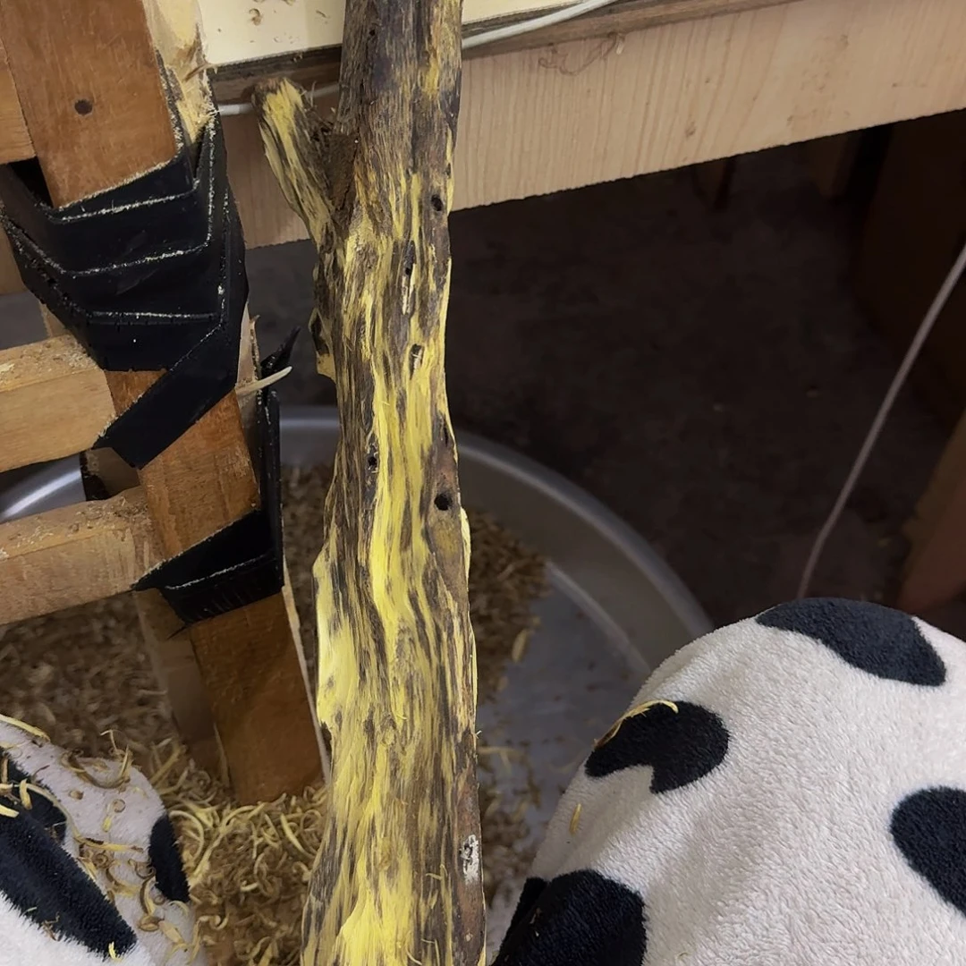 沉香沉香碎屑光**军绿棋虫漏