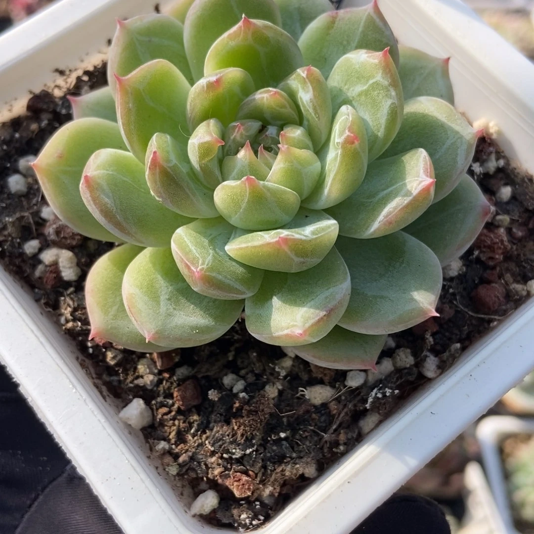 902雪花珍妮多肉植物
