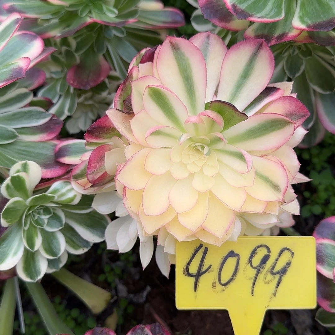 4099---多头多肉植物