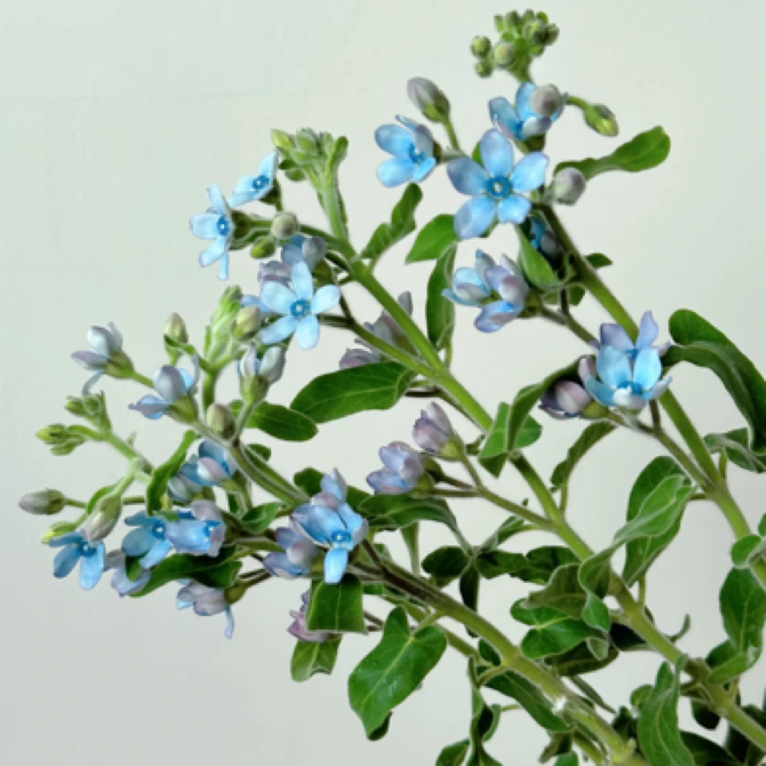 2扎蓝星花云南基地直发浪漫小清新鲜花装饰