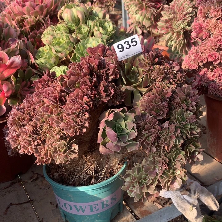 935玫瑰缀老板儿准朵朵多肉法师