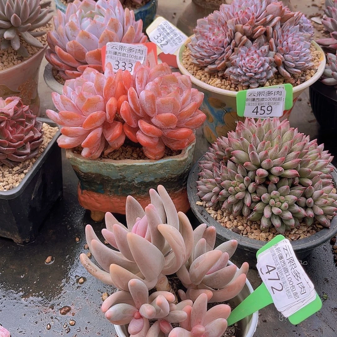 472红手指多肉。