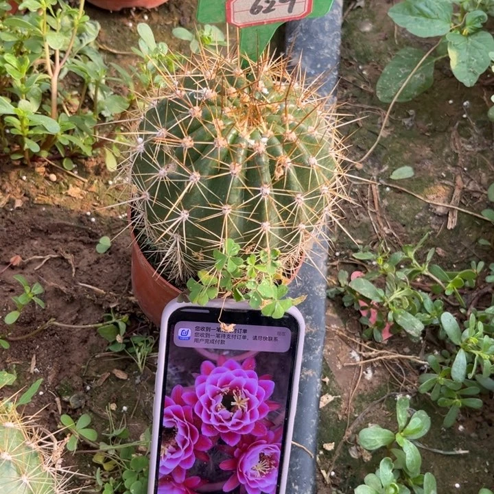 629。毛花柱仙女有瑕疵。。