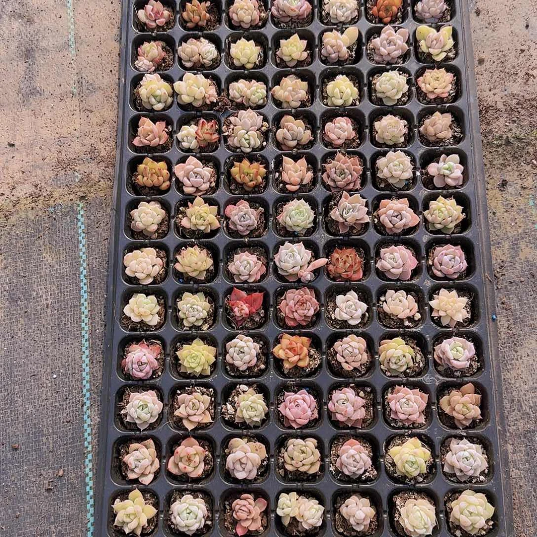 直播一物一拍多肉75