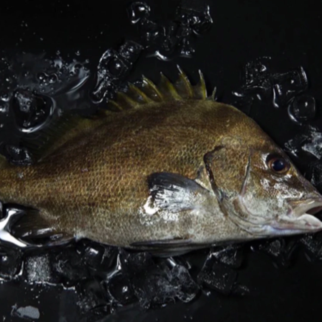 霞鲜生。年会严选。福建东海海捕海鱼。保底7斤。