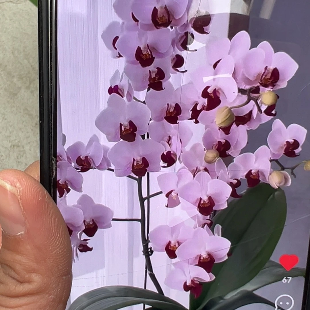 当前无花栽培后可以开花带剑貂蝉新苗凑单发货