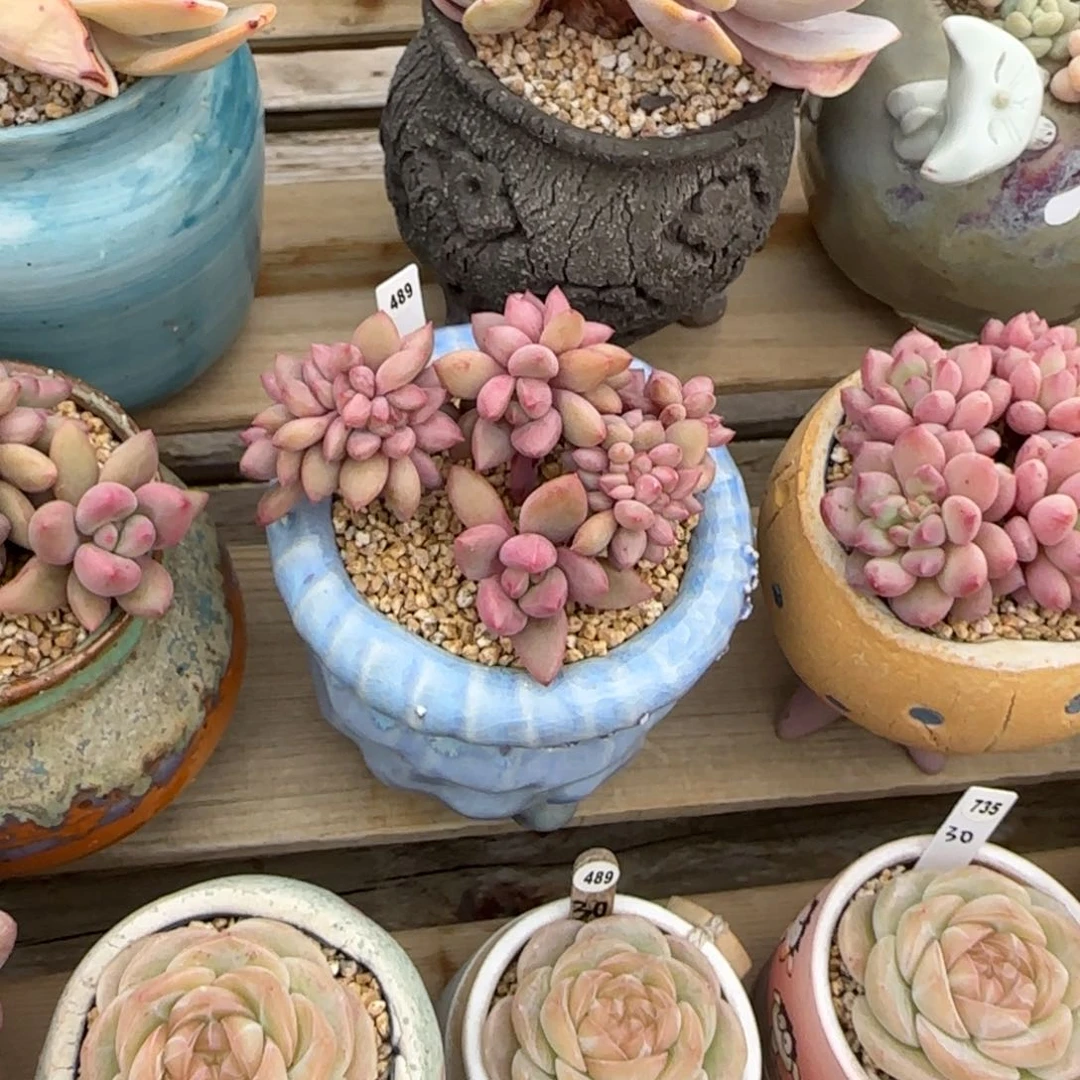 叶植庭多肉：桃花源缀