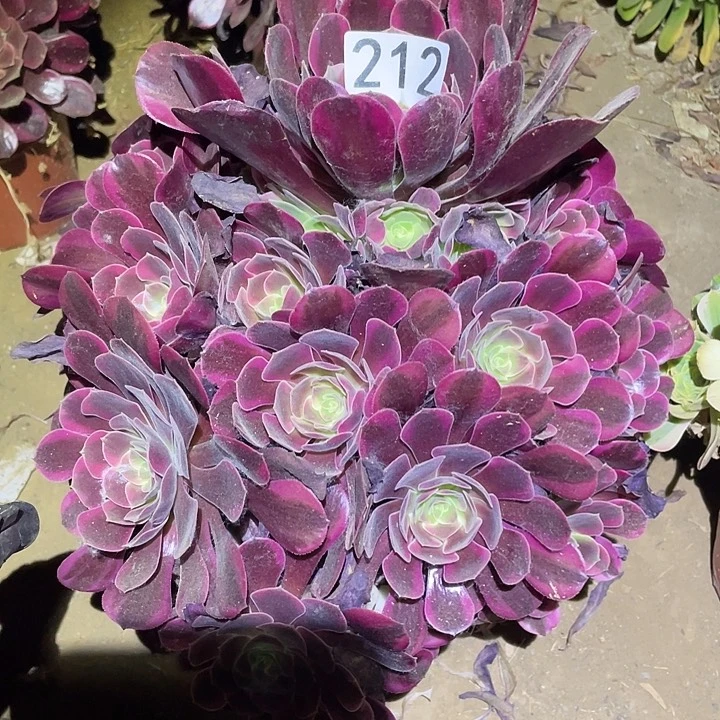 多肉植物法师212凤冠