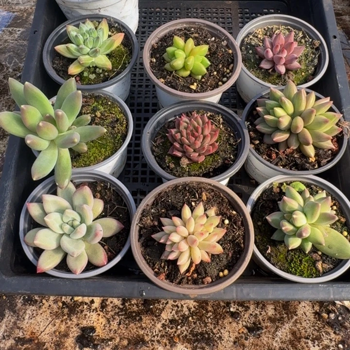441多肉植物一物一拍