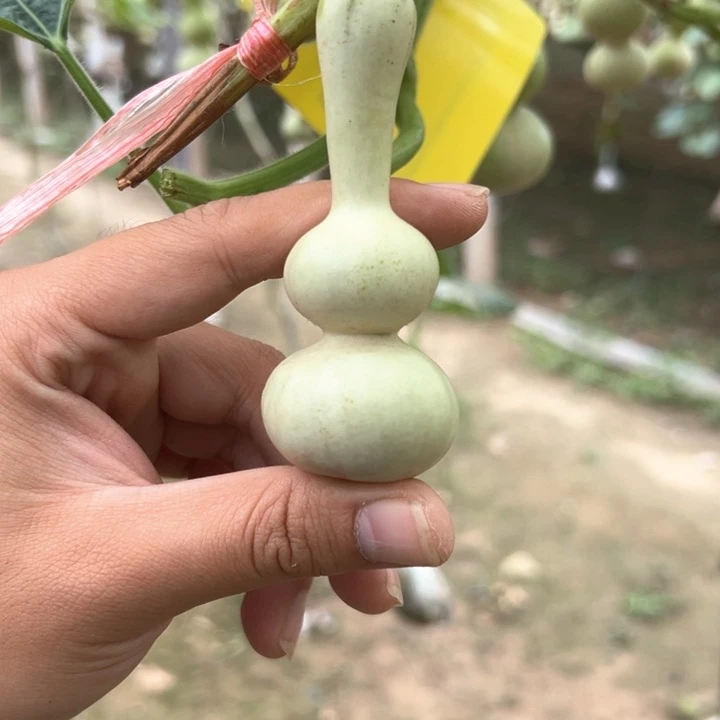 川***罗葫芦葫芦葫芦葫芦