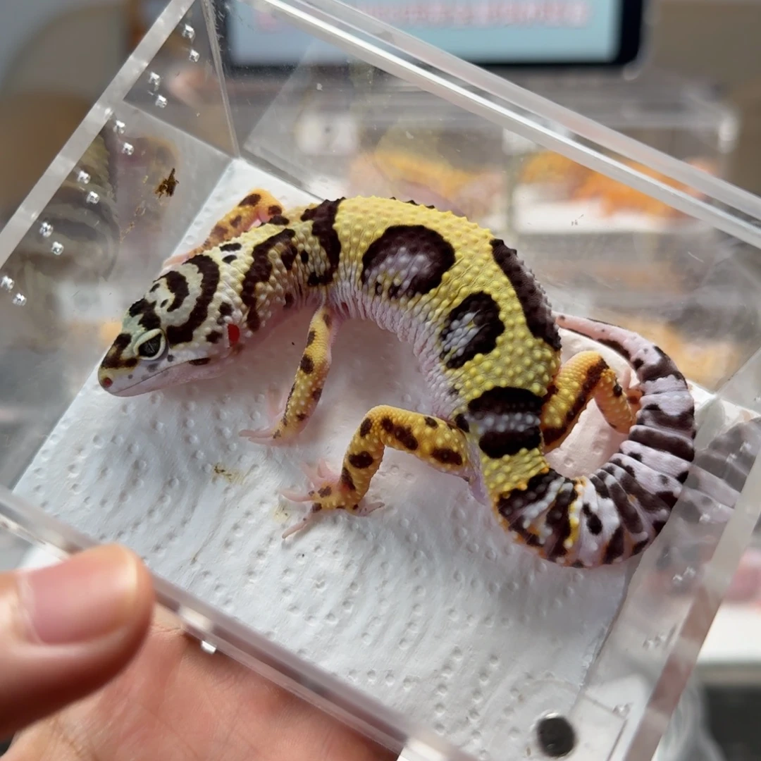 豹纹守宫土匪弟弟