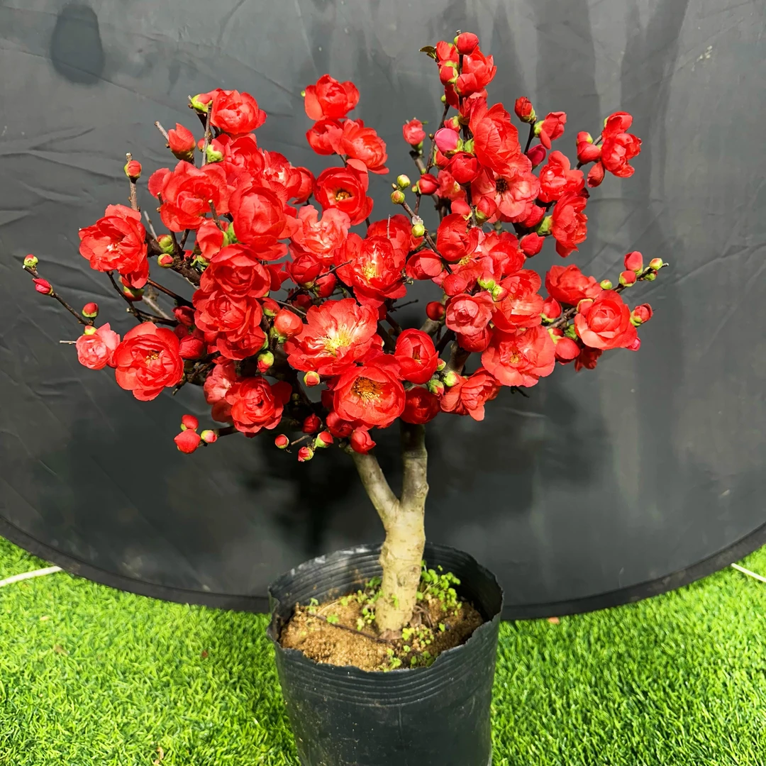 【宠粉福利】【玫瑰之约 1牡丹之恋】稀少海棠盆景老桩 带花芽发货