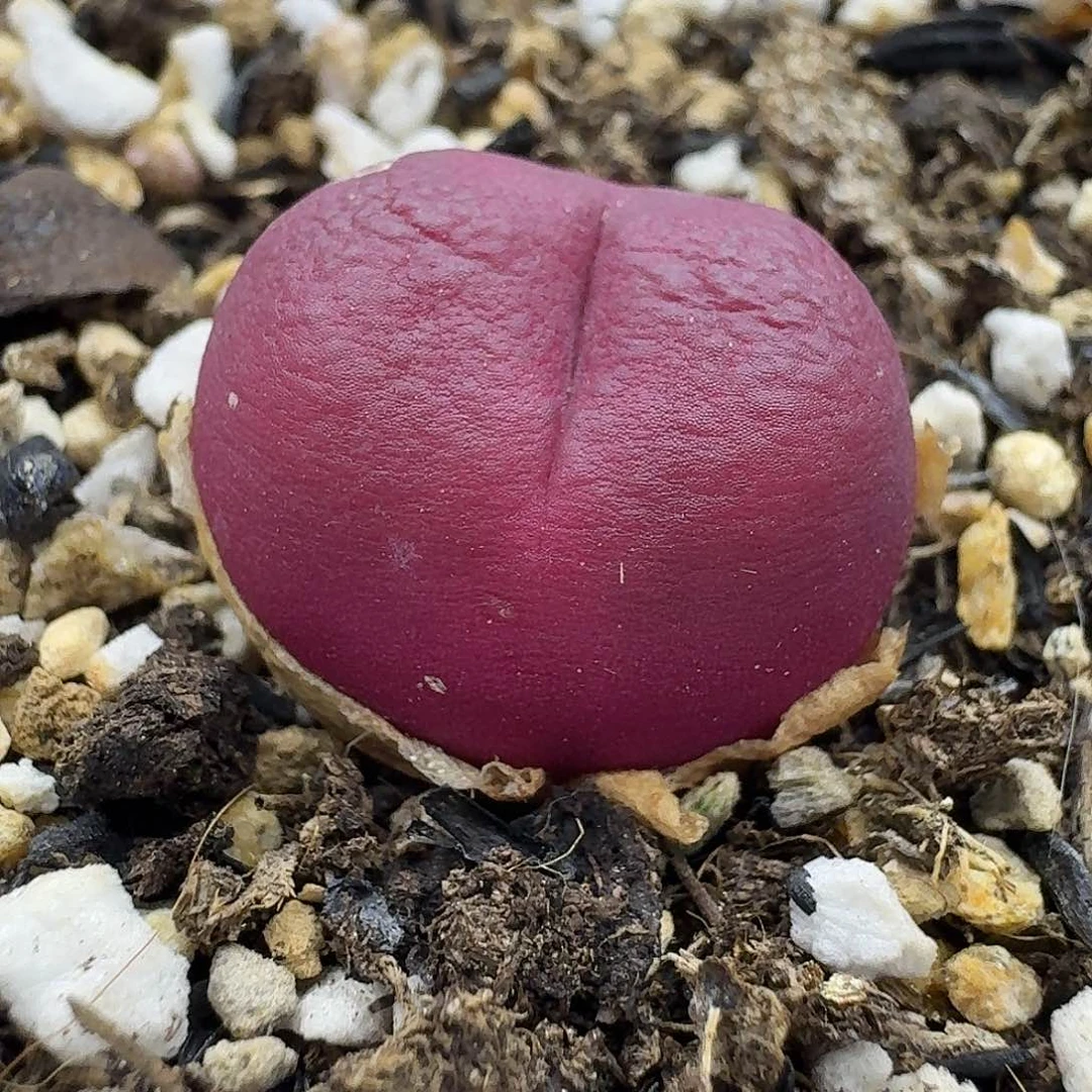 老年生石花吕红2529