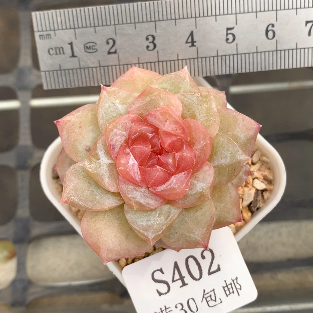 402婚纱单头冠服5