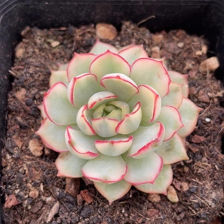 侧影锦。锦龙一物一拍