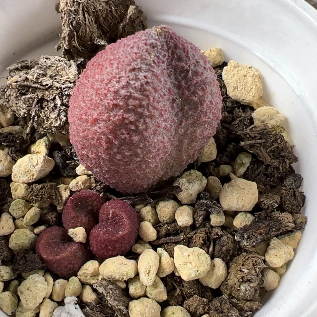 水蜜桃大苗多肉植物水泡