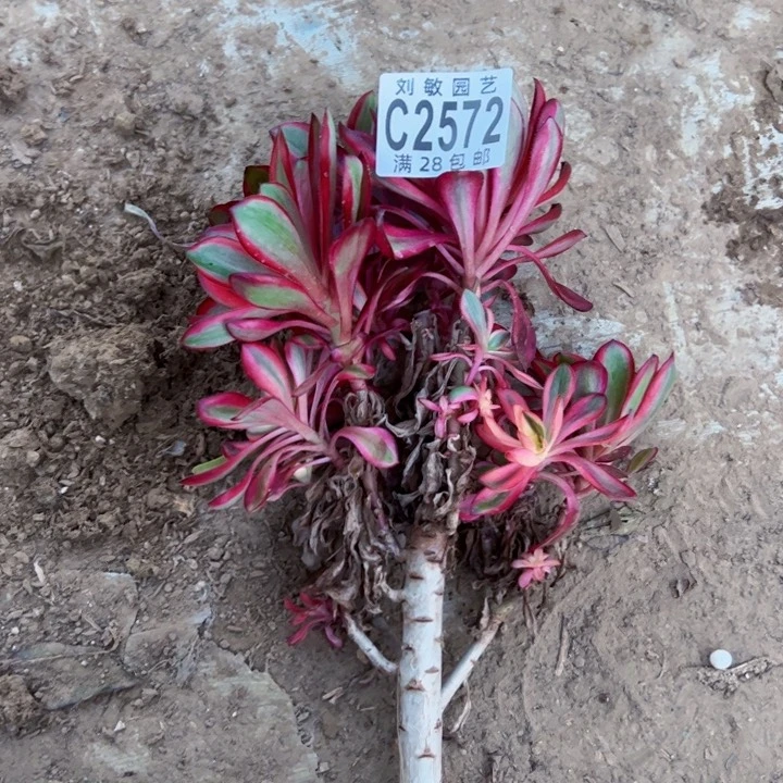 2572多肉植物法师法师