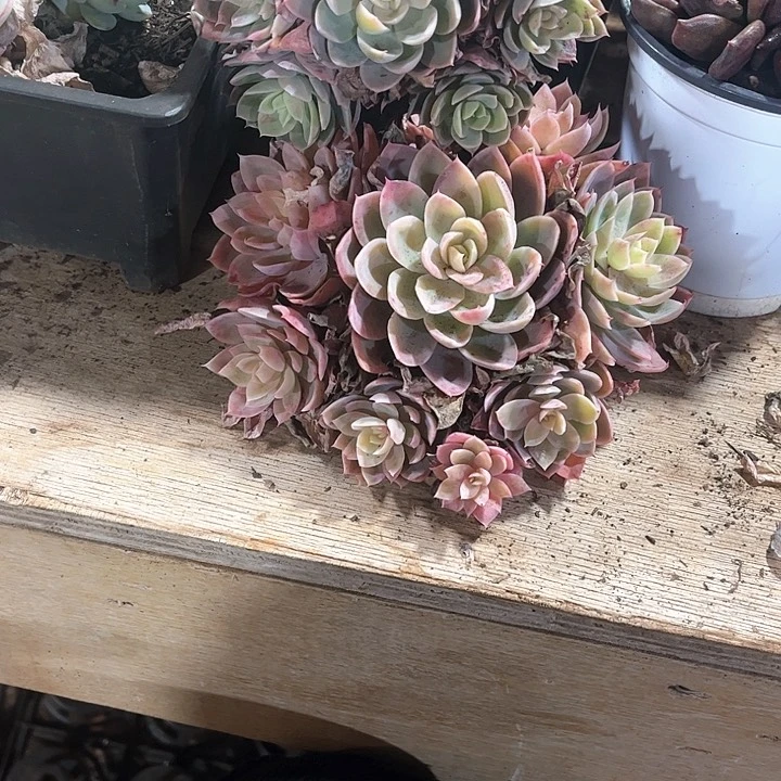 随**安丝绸面纱手捧两颗