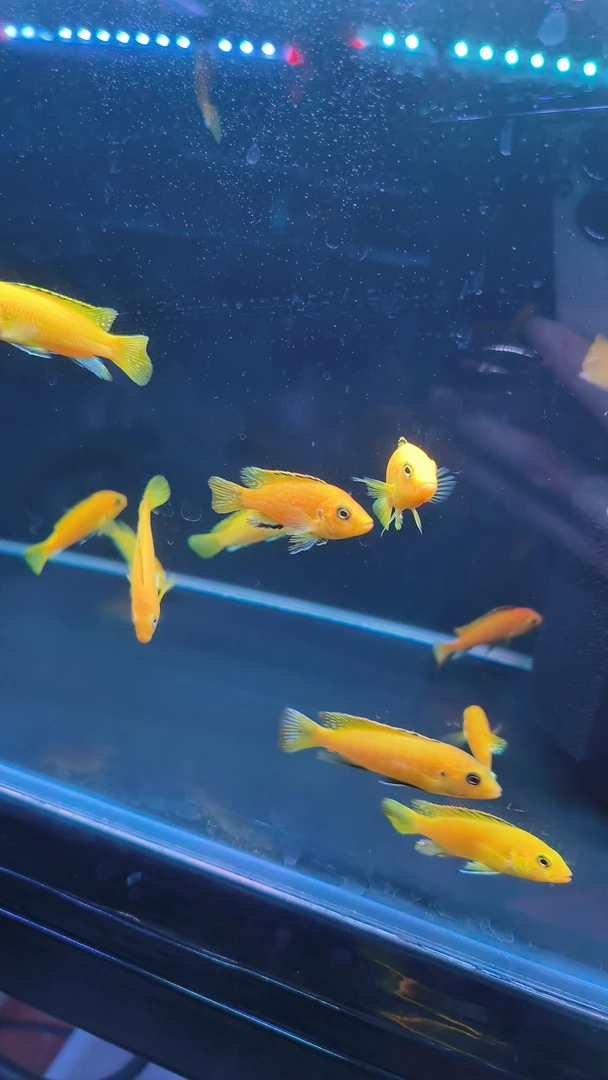 非洲王子4厘米~5厘米2条