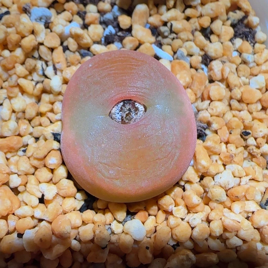 肉锥多肉植物百科-优选水蜜桃母本4