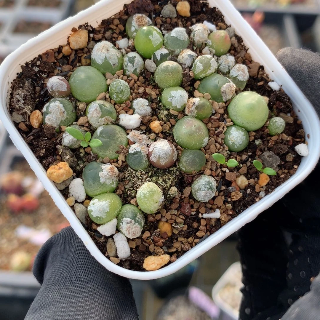 98号sh1200拉登一盆