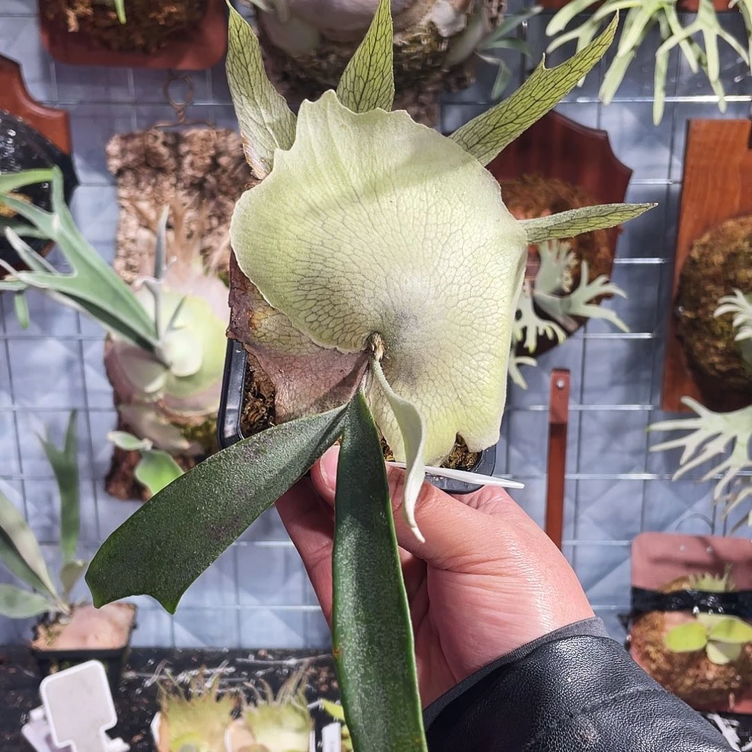 完全开放雷电侧芽