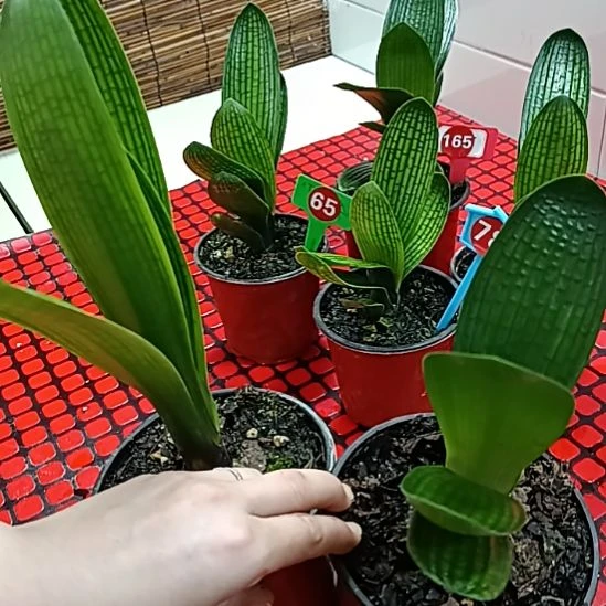 当前无花栽培后可以开花