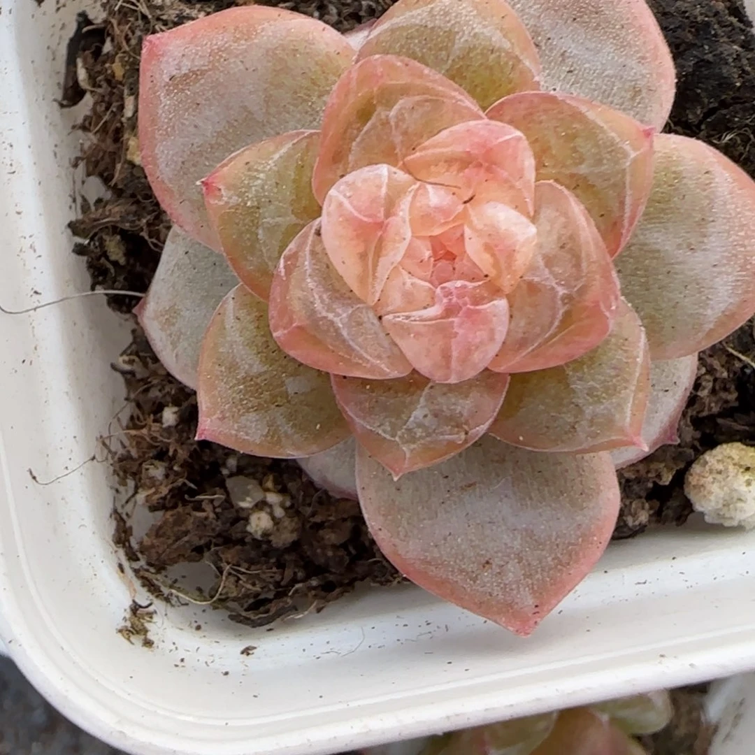 小卡拉米糖心一物一拍