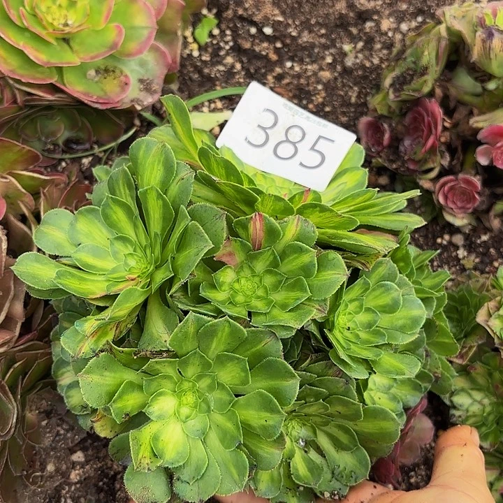 多肉植物福利385个