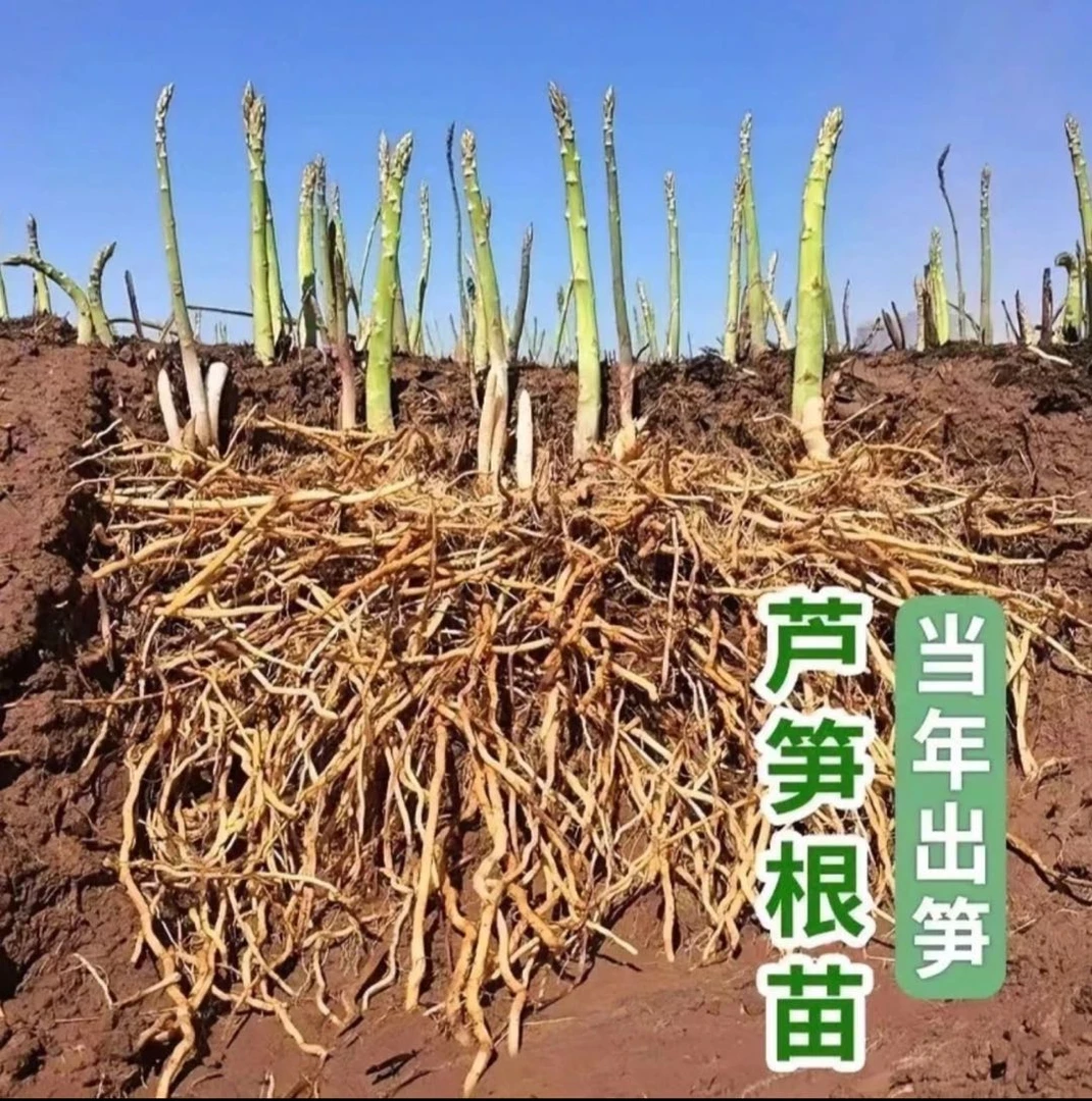 【带芽孢发货】绿芦笋种苗多年生耐寒耐旱四季阳台小院花盆种植-H