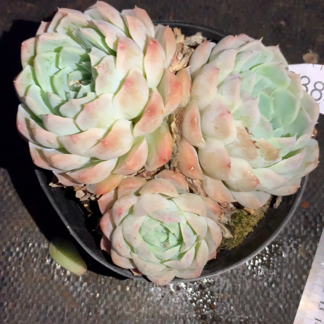 6383杂交精品基地12厘米