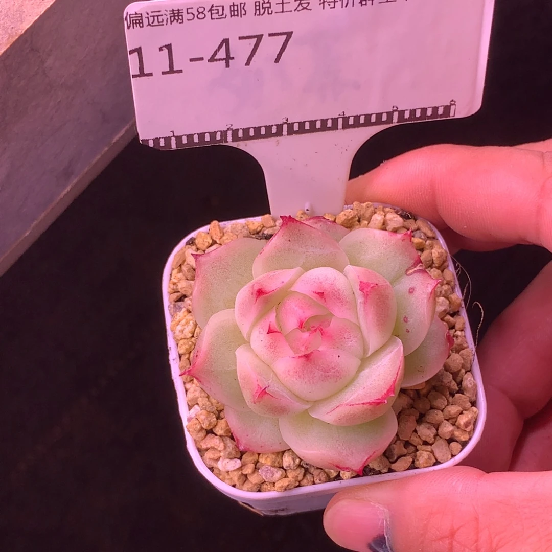 麦秆优选精品多肉58包邮