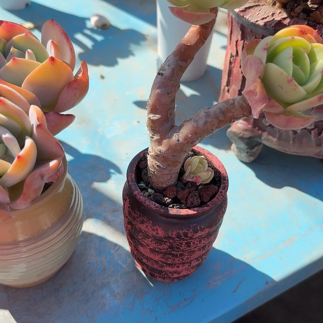 岁***好鸡蛋碧桃多肉植物一颗