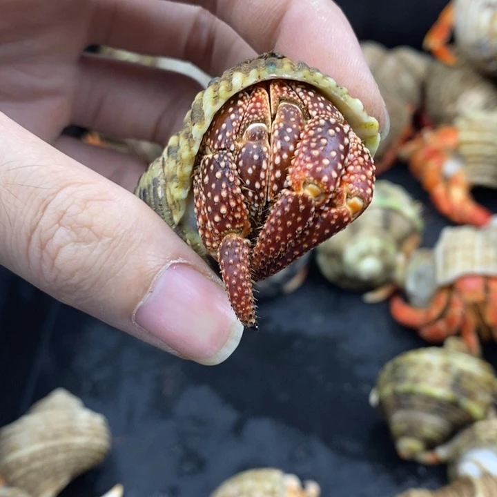 小脚骨折2.9口斐济