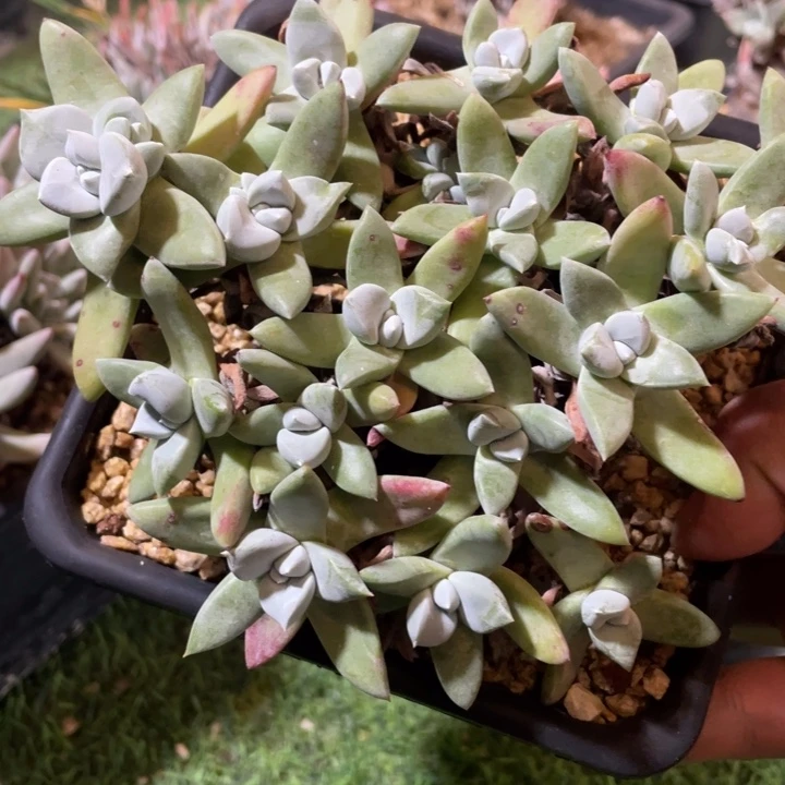 玫瑰苹果叶群生福利