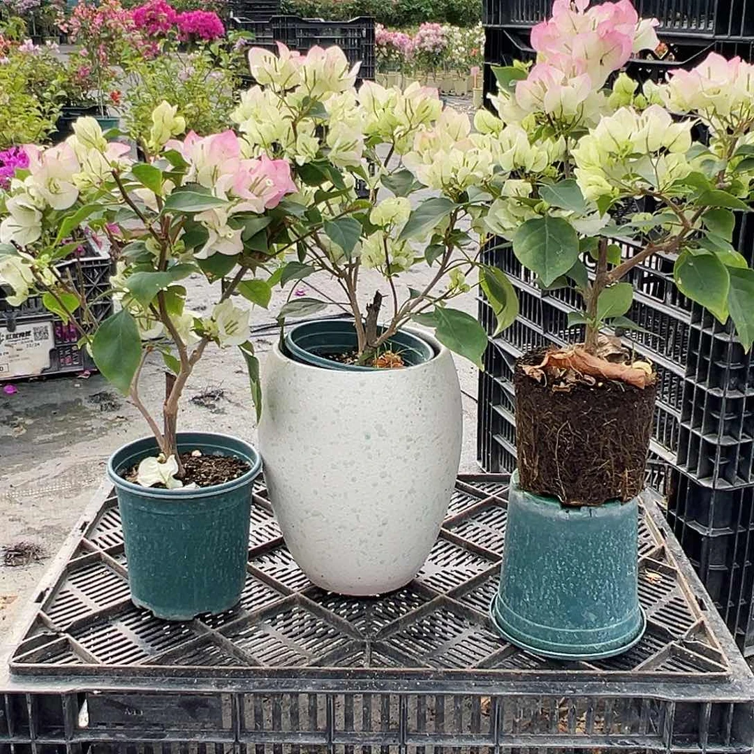 大部分花苞少量开放绿樱掌中宝一棵