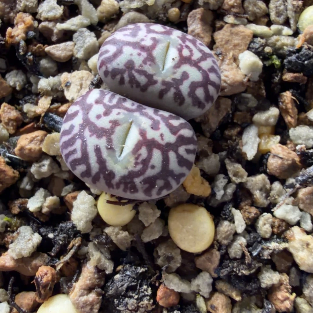 714墨精品双头828号