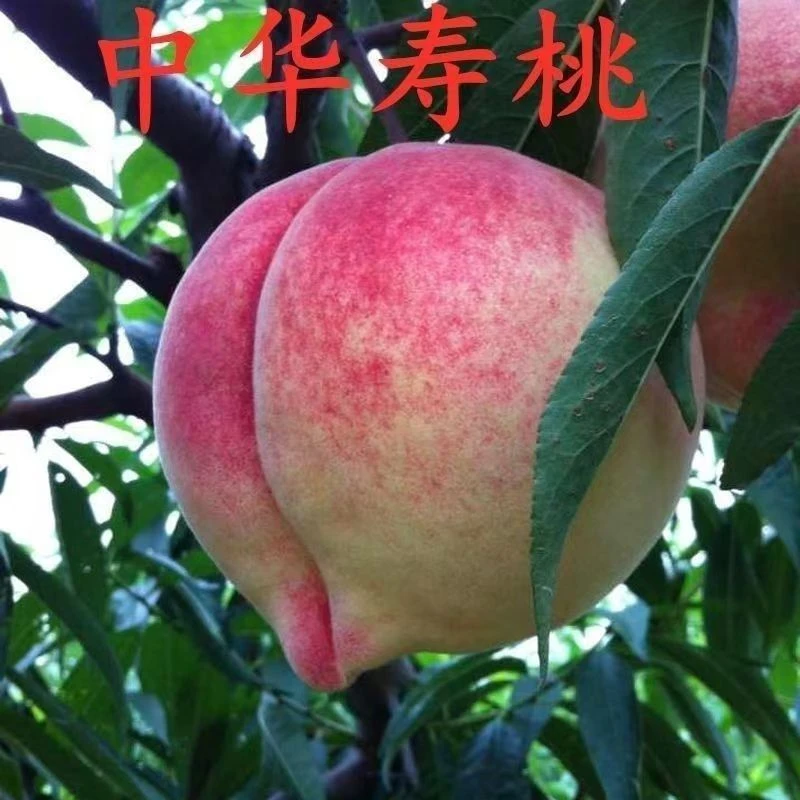 桃树果苗嫁接苗水蜜桃油桃黄桃血桃冬桃苗大桃树苗新品种