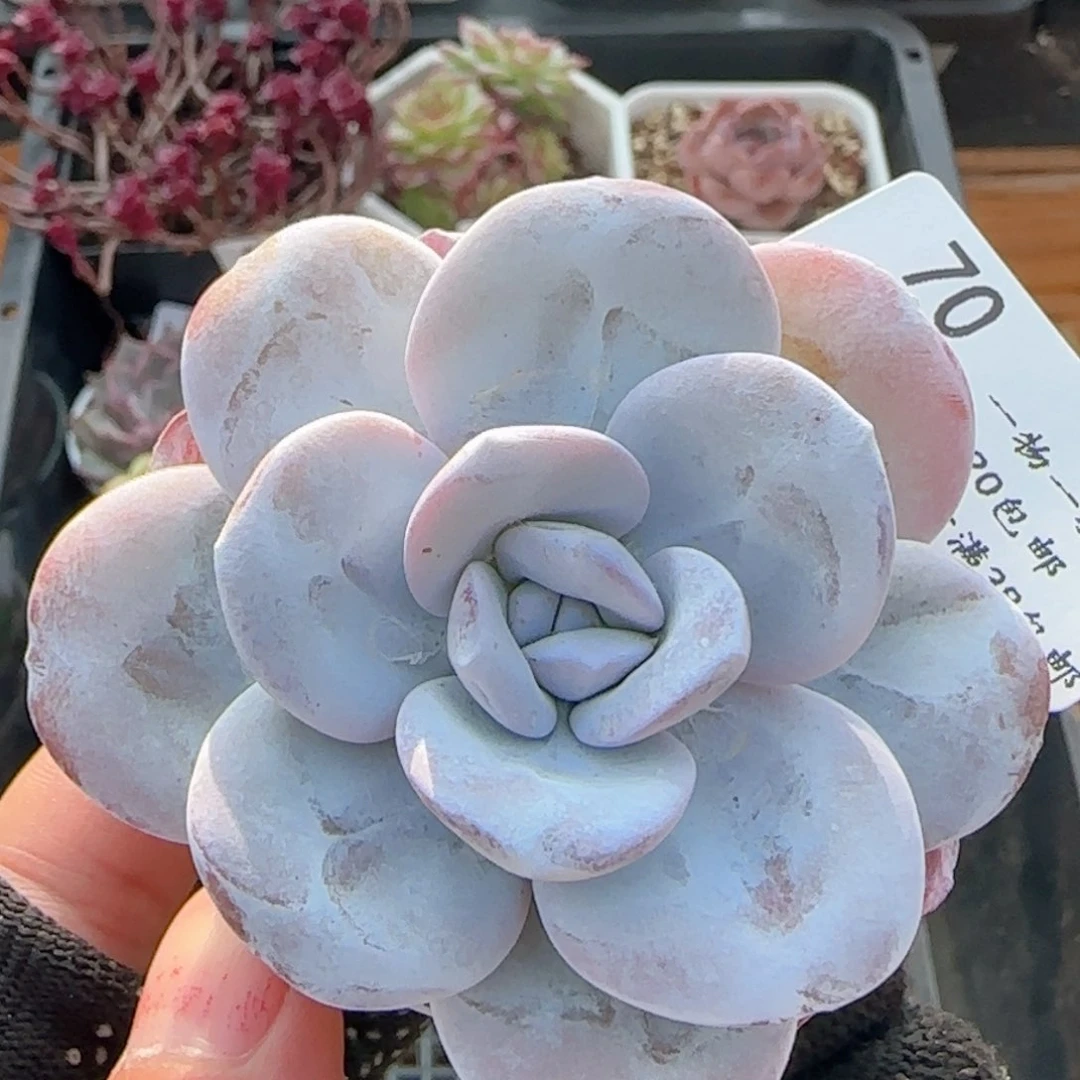 0614-70雪莲雪莲