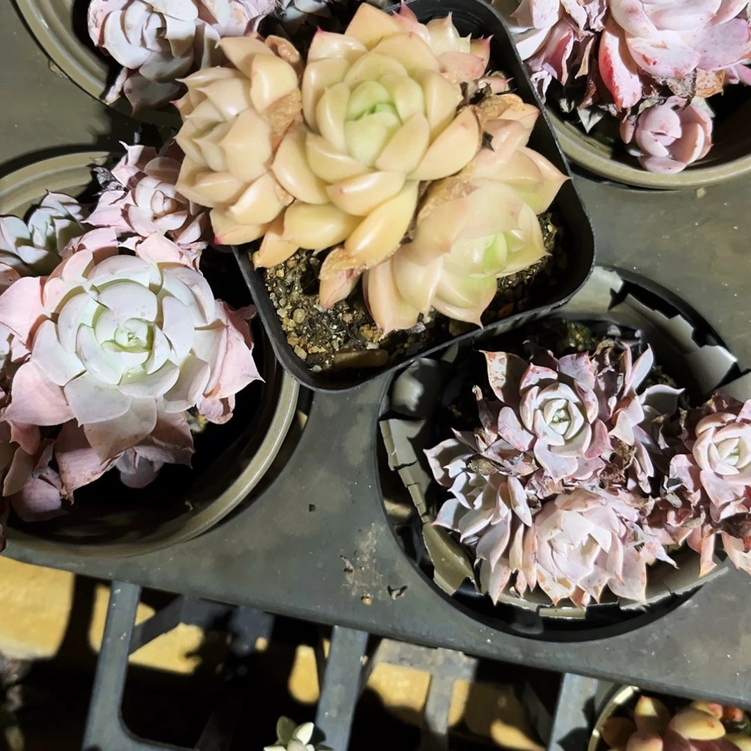 木***木66多肉植物提取萃取剂系列