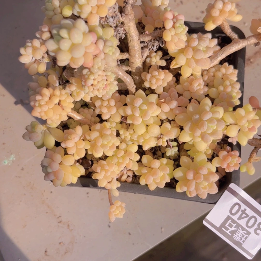 洛可可3040多肉植物