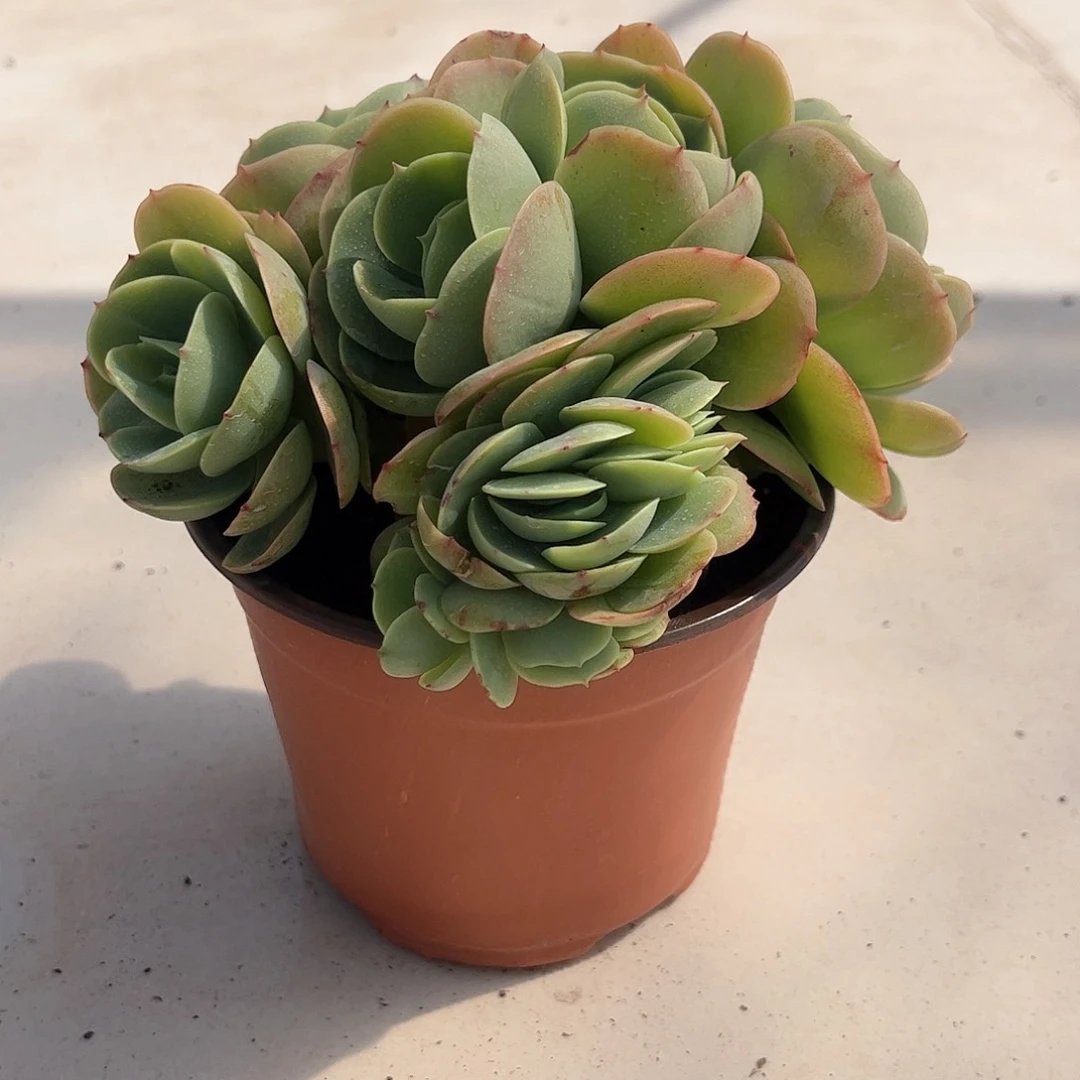 碧桃多肉植物0000