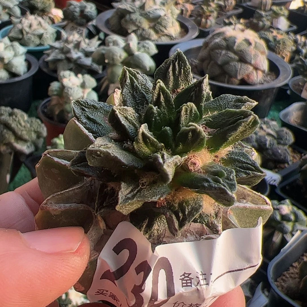 龙角牡丹仙人球230