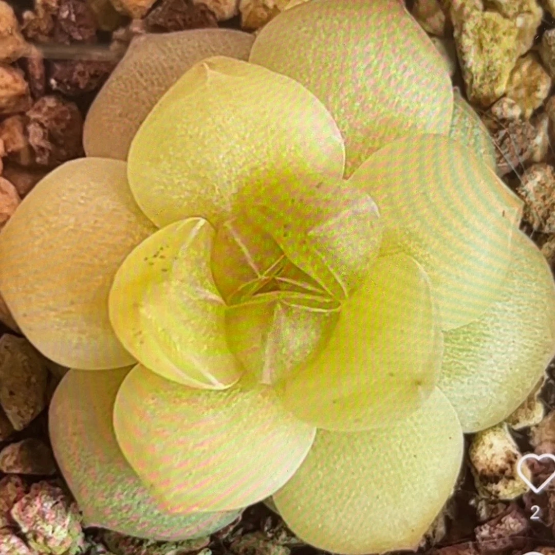 花朝种子20粒，推荐