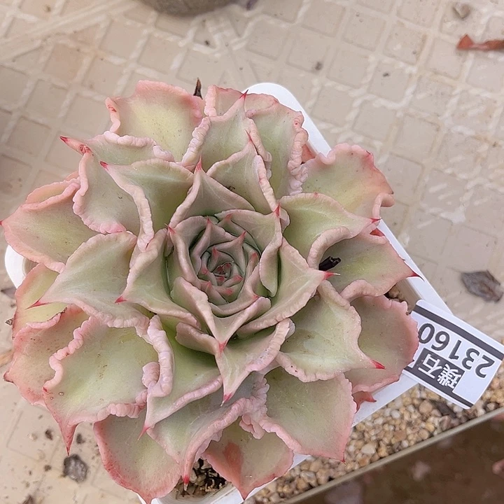 饺子皮23160多肉植物