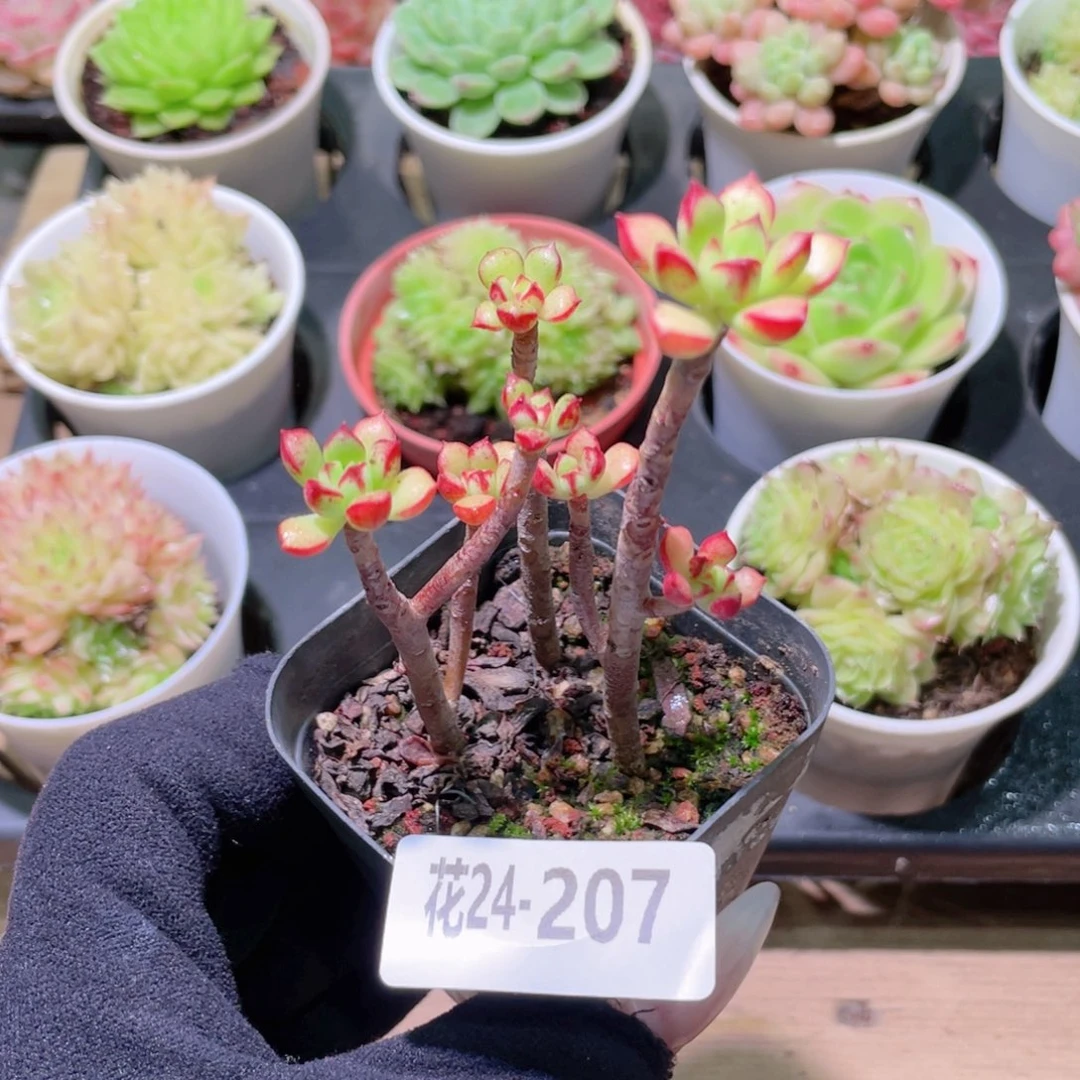 花利美24-207酥皮鸭