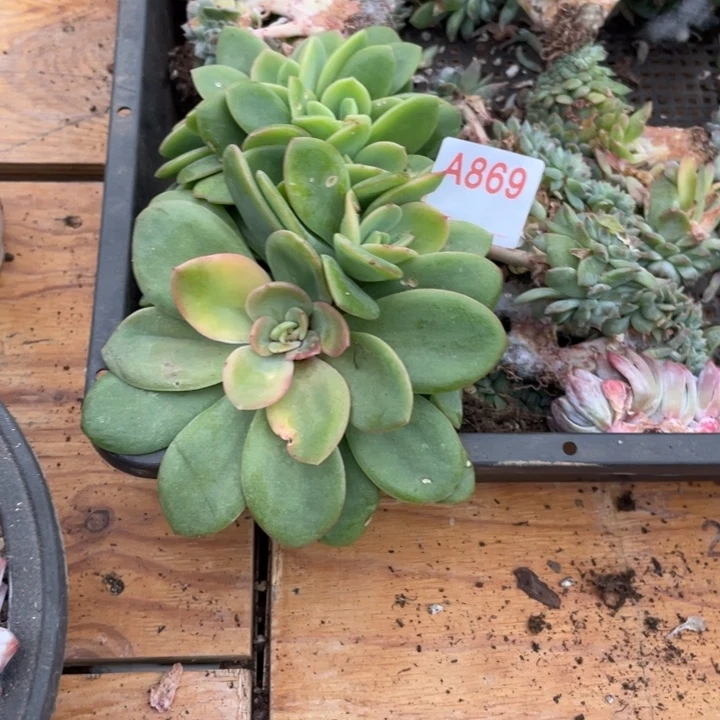 哈哈哈哈哈哈哈869