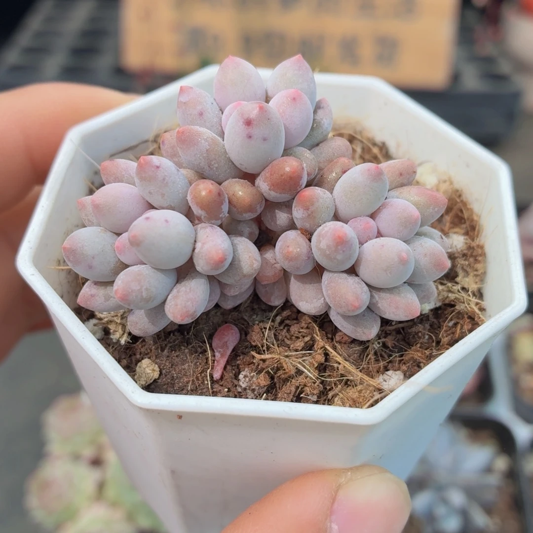 婴儿手指多肉9.9包邮发货